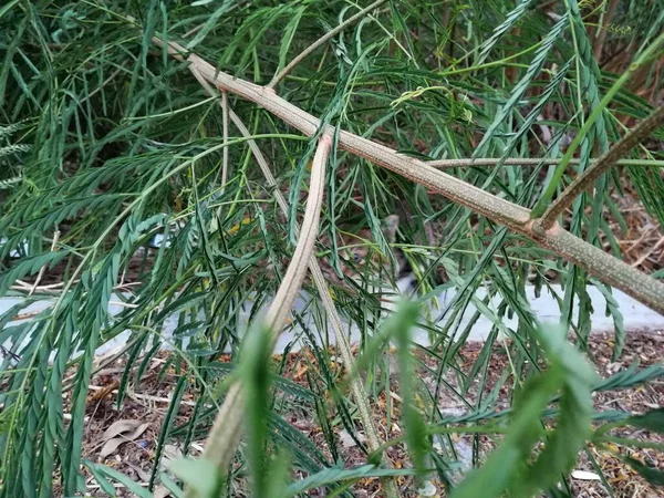 阳光灿烂的六月里 美丽的花薄荷 — 图库照片