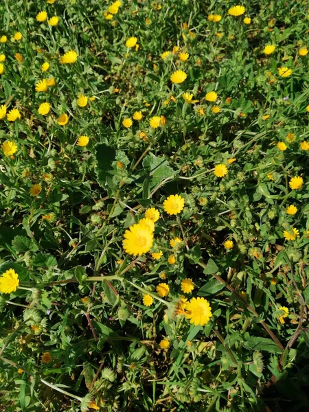 阳光灿烂的六月里 美丽的花薄荷 — 图库照片