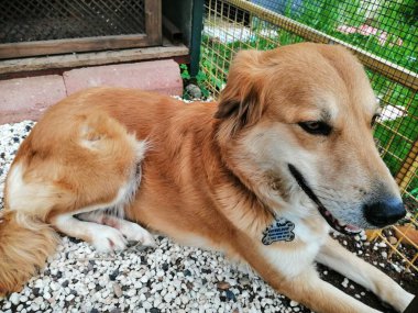 Güzel pofuduk köpek bahçede oturuyor.