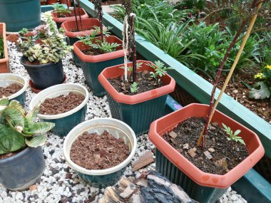 Hoş kokulu ve renkli bahar çiçekleri.