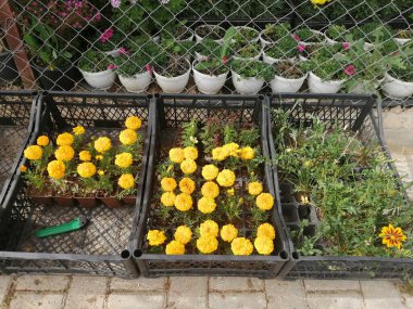 Hoş kokulu ve renkli bahar çiçekleri.