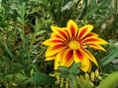 Hoş kokulu ve renkli bahar çiçekleri.