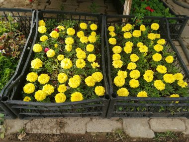 Hoş kokulu ve renkli bahar çiçekleri.