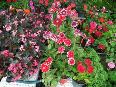 Hoş kokulu ve renkli bahar çiçekleri.