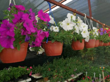 Hoş kokulu ve renkli bahar çiçekleri.