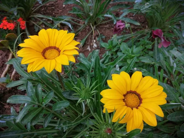 Geurige Kleurrijke Lentebloemen — Stockfoto