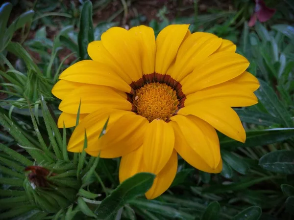 Hoş Kokulu Renkli Bahar Çiçekleri — Stok fotoğraf