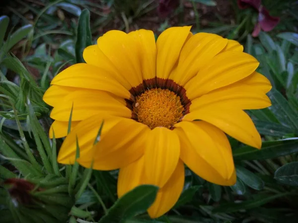 Duftende Und Farbenfrohe Frühlingsblumen — Stockfoto