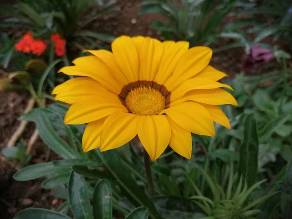 Geurige Kleurrijke Lentebloemen — Stockfoto