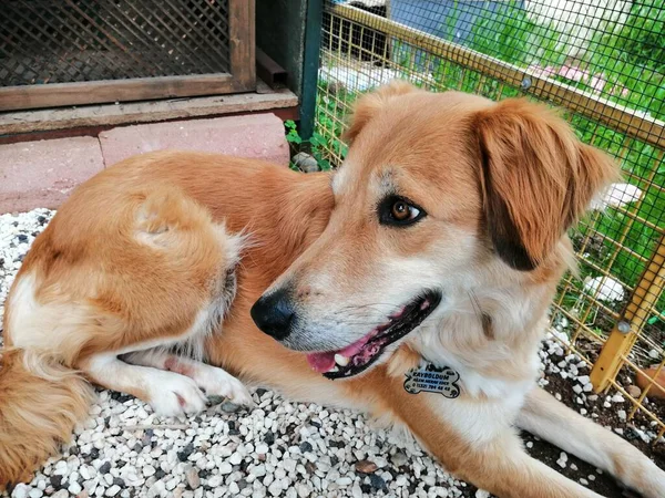 Güzel pofuduk köpek bahçede oturuyor.