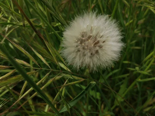 Geurige Kleurrijke Lentebloemen — Stockfoto