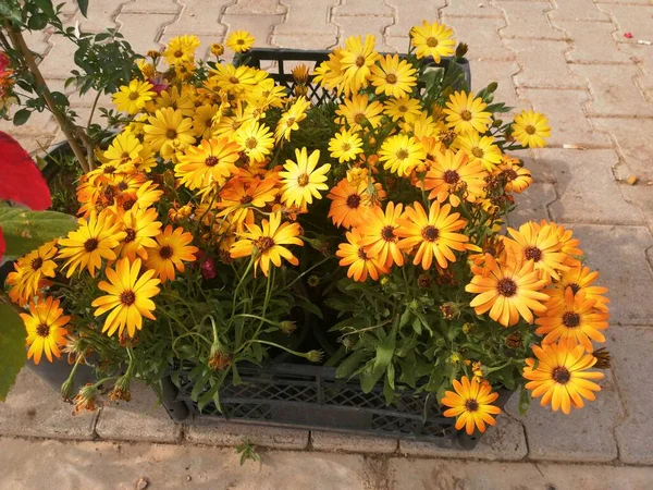 Hoş Kokulu Renkli Bahar Çiçekleri — Stok fotoğraf