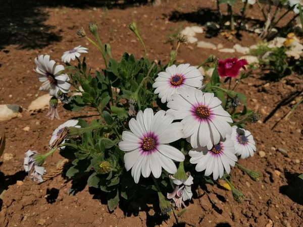 Duftende Und Farbenfrohe Frühlingsblumen — Stockfoto