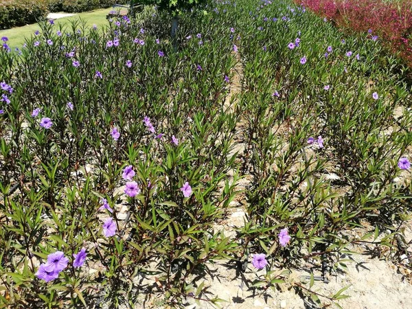 Bela Catmint Florescendo Junho Ensolarado — Fotografia de Stock