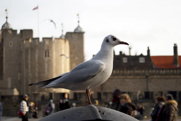Seagull in the Tower of London, England — Stock Photo, Image