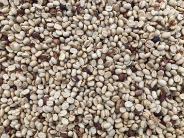 Kuru yolda bir sürü yeşil kahve çekirdeği var. Yukarıdan bakıldığında tam kare çekilmiş.