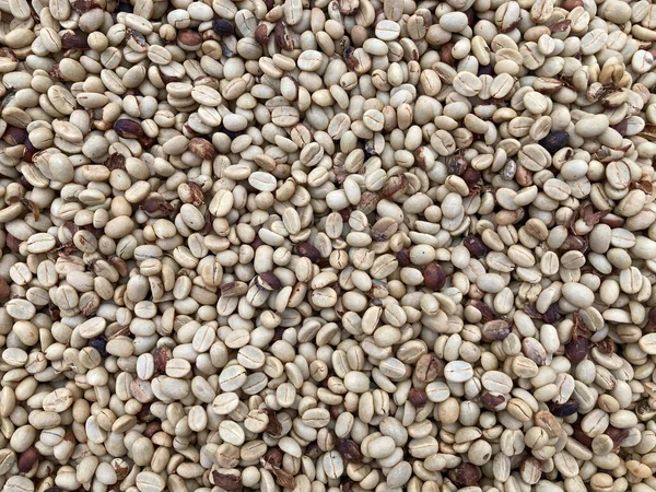 Kuru yolda bir sürü yeşil kahve çekirdeği var. Yukarıdan bakıldığında tam kare çekilmiş.