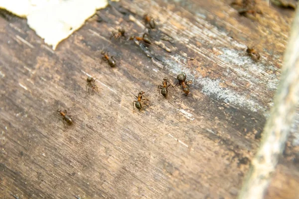 Hormigas forestales se mueven en un tronco, enfoque selectivo —  Fotos de Stock