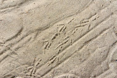 Kuru kumda taze kuş izleri, seçici odak