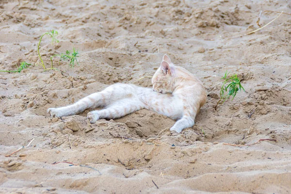 Ingefära katt liggande på sanden vårda sin päls, selektivt fokus — Stockfoto