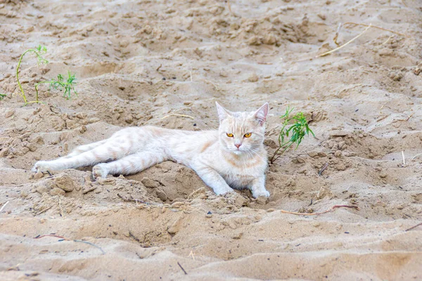 Рыжий тэбби кот с необычно карими глазами лежит на песке и не смотрит в камеру, избирательный фокус — стоковое фото