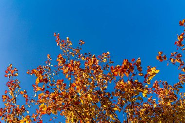 Sarı ve kırmızı akçaağaç yaprakları sonbaharda masmavi gökyüzüne karşı