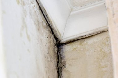 Siyah küf, Aspergillus niger, nemli, havalandırılmamış odalarda meydana gelir.