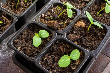 seedlings of cucumbers with large germinal leaves in plastic pots with a soil mixture of humus, a black soil and peat in a warm room in anticipation of warm weather clipart