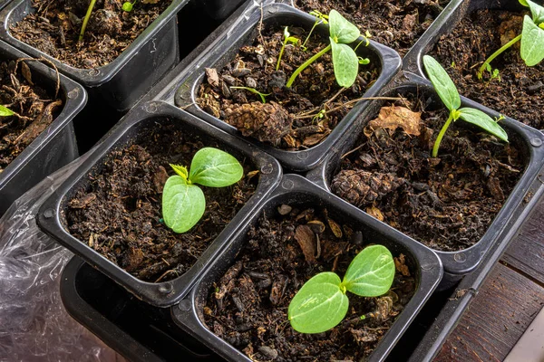 Seedlings Cucumbers Large Germinal Leaves Plastic Pots Soil Mixture Humus — Stock Photo, Image