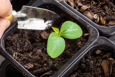 Cotyledon gelişiminde tohum toplamak veya çimdiklemek, küçük bir spatula kullanarak küçük bir plastik çanaktan fidanlar nakletmek.