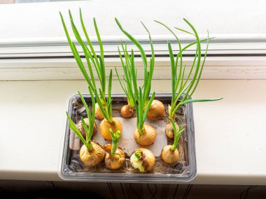 Yemek pişirmek ve dekore etmek için içinde su bulunan ampuller.