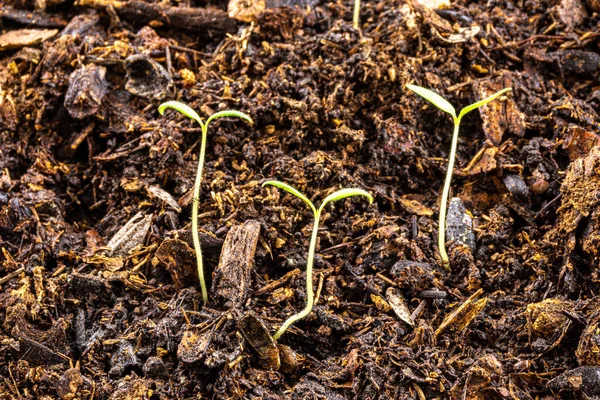 young tomato seedlings at the stage of cotyledon leaves growing in a tray with potting soil, just emerged from the ground