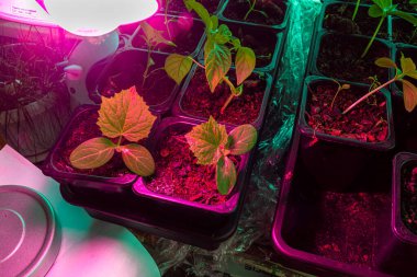 Salatalık ve kapsika filizlerinin gelişimini geliştirmek için özel bir lamba yardımıyla yapay aydınlatma ve gündüz saatlerinin uzatılması