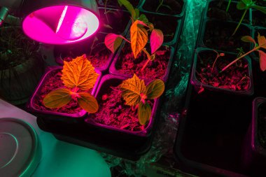 artificial lighting and lengthening of daylight hours for plants using a special lamp to improve the development of young shoots of cucumbers and capsicum clipart