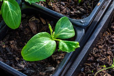 Saksı içinde salatalık tohumları saksı toprağında uygunsuz koşullar bu yaprakların solmasına yol açtı. Seedling yaprakları kurur.