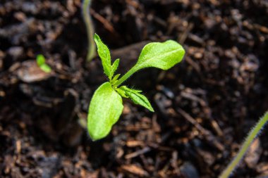 Domates tohumları kapalı bir odada toprak ve yapay ısıtma ve ek aydınlatma ile birlikte bir tepside yetişir. Santral açık araziye nakil için elverişli koşullar bekliyor.