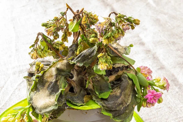 Blossfeld Damaged Kalanchoe Houseplant Withers Pot Table — Stock Photo, Image