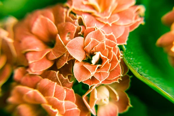 Light red indoor flower Kalanchoe Blossfeld shot close-up with soft focus — Stock Photo, Image