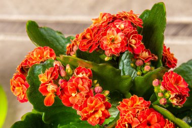 Kapalı alan çiçeği Kalanchoe Blossfeld koyu kırmızı renkli yeşil yapraklı arka plan fotoğrafı olarak yumuşak odaklı.