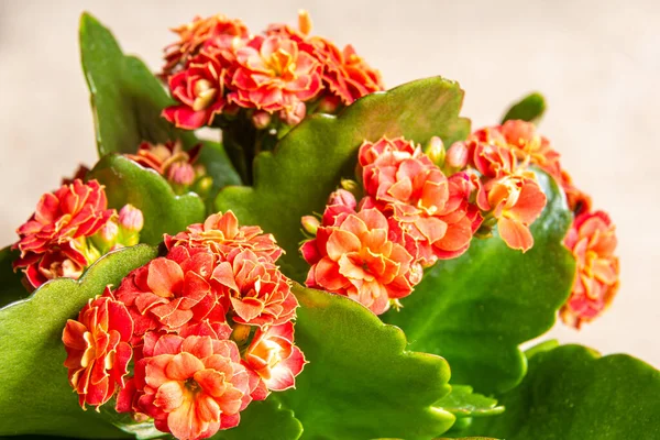 Red flower with green leaves Kalanchoe Blossfeld, selective focus on the nearest inflorescence — Stock Photo, Image
