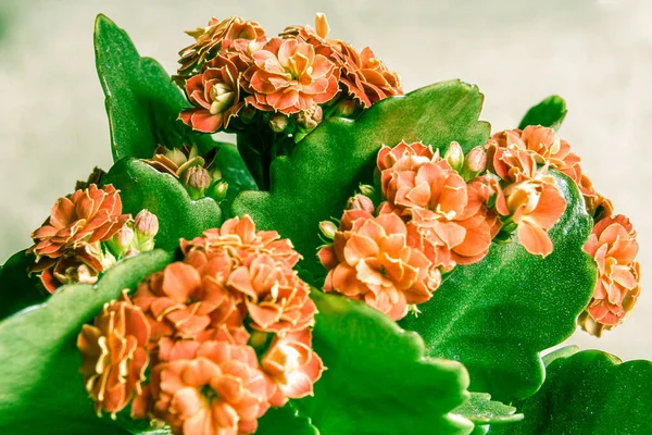 Red flower with green leaves Kalanchoe Blossfeld, selective focus on distant inflorescence — Stock Photo, Image