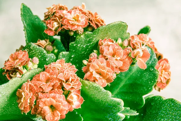 Light orange or pale red flower with green leaves of Kalanchoe Blossfeld, selective focus on the middle inflorescence — Stock Photo, Image