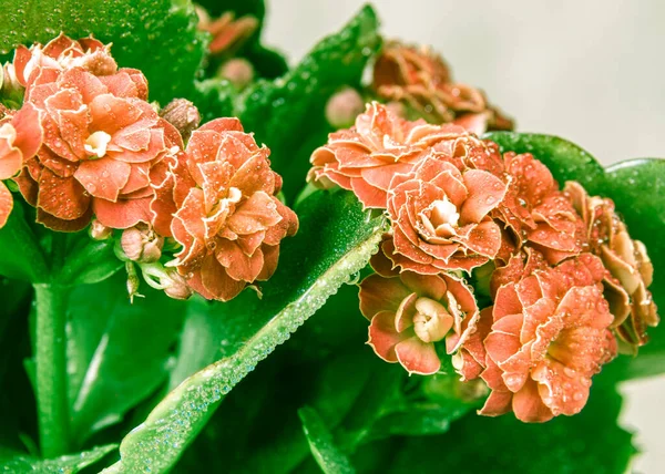 Orange or red flower with green leaves of Kalanchoe blossom, selective focus — Stock Photo, Image