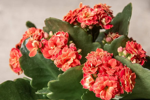 Red flower with green leaves Kalanchoe Blossfeld, selective focus on nearby inflorescences — Stock Photo, Image