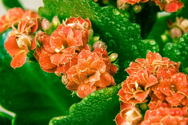 Light orange or pale red flower with green leaves of Kalanchoe Blossfeld, selective focus on the middle inflorescence — Stock Photo, Image