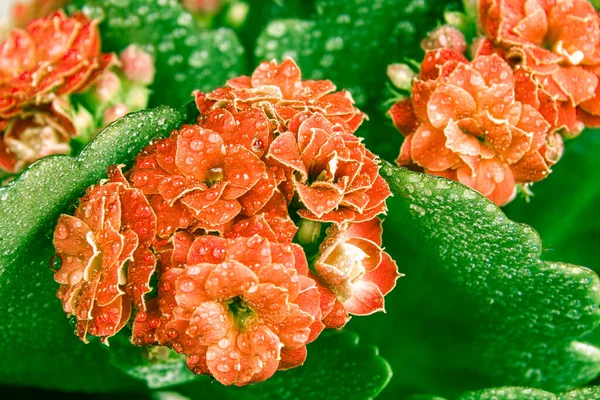 Light orange or pale red flower with green leaves of Kalanchoe Blossfeld, selective focus on nearby inflorescences — Stock Photo, Image