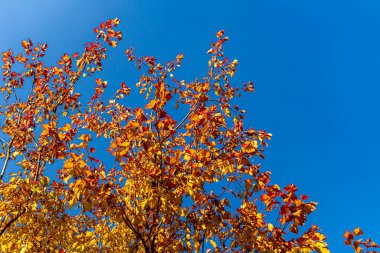 Sarı ve kırmızı akçaağaç yaprakları sonbaharda masmavi gökyüzüne karşı
