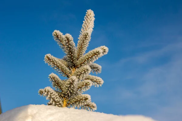 冷杉的顶部在蓝天的映衬下从雪地里伸出来 — 图库照片