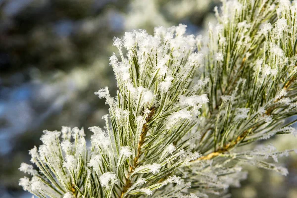 Tallgren täckt med hesparfrost, närbild, selektivt fokus — Stockfoto