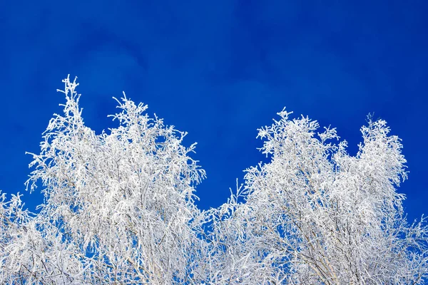 Träd grenar täckta med vit frost glans i solen mot bakgrund av en klarblå himmel med moln — Stockfoto
